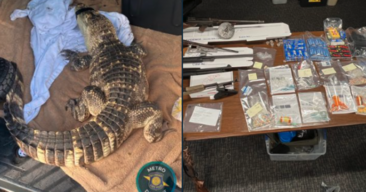 Guardalligator.png