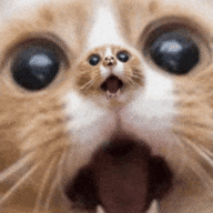 1760389793620.gif