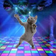 cat.jpg
