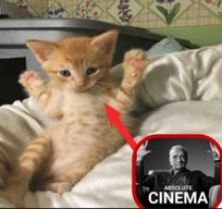absolute cinema.jpeg
