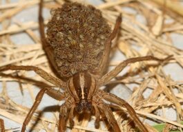 Wolf spider.jpg