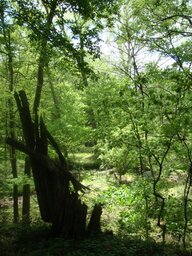 DSC01305.JPG