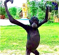 monke.png monke.png