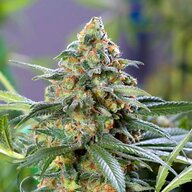 divineogkush-500x500-500x500.jpg