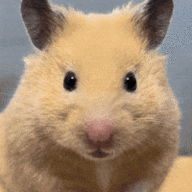 hamster_stare.gif