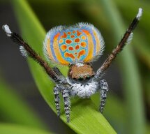 Peacock Spider.jpg