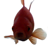 Anonymous Goldfish