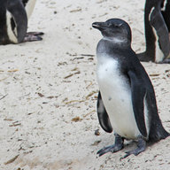 saltypenguin