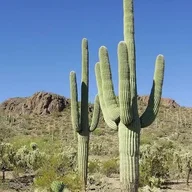 CactusGravity