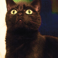 Glossy Cat