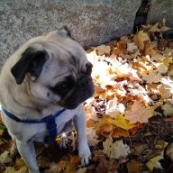 PugCruz