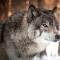 Waterwolfy
