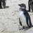 saltypenguin