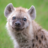 Not A Hyena