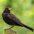 Blackbird